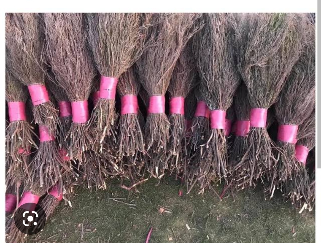 Şehir dışı Nakliye 