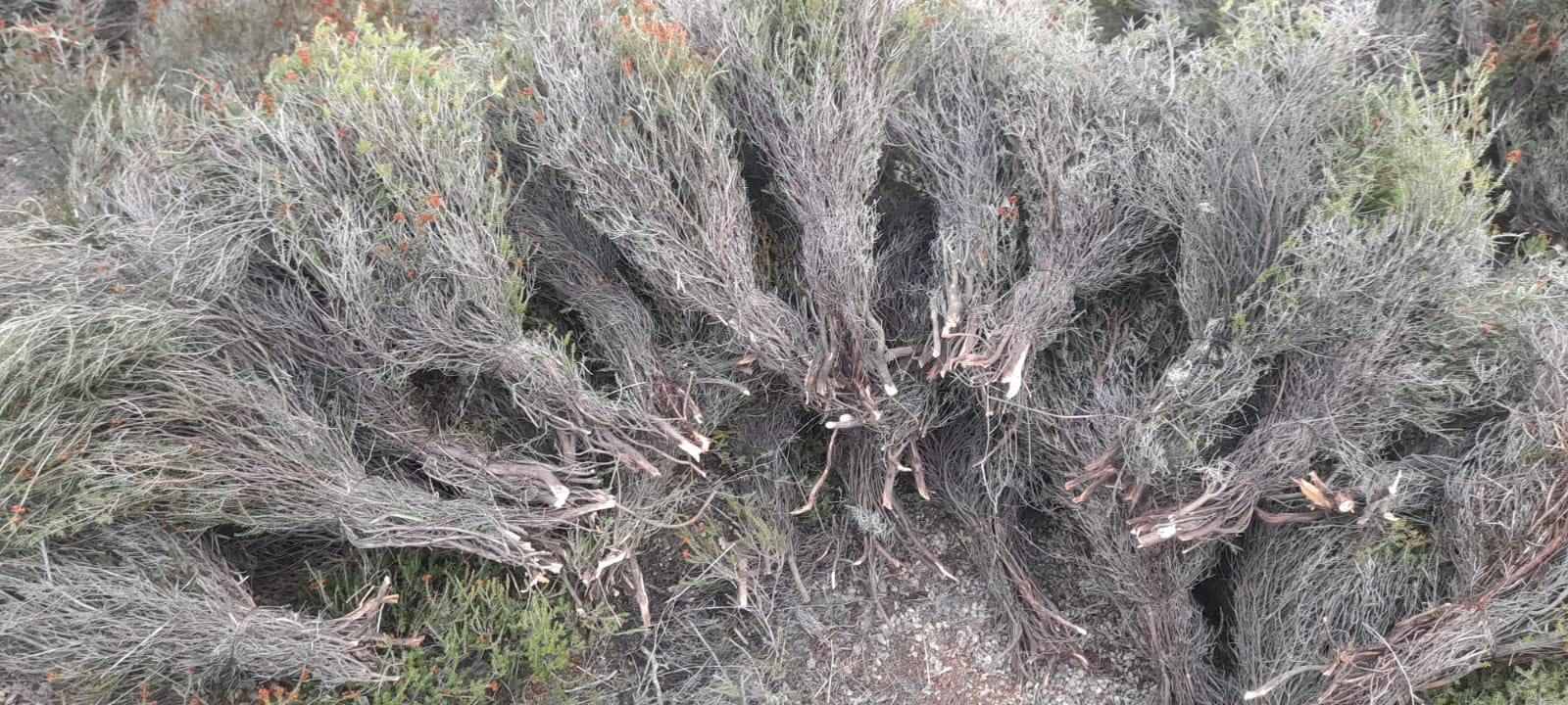 Belediyer İçin Çalı Süpürgesi