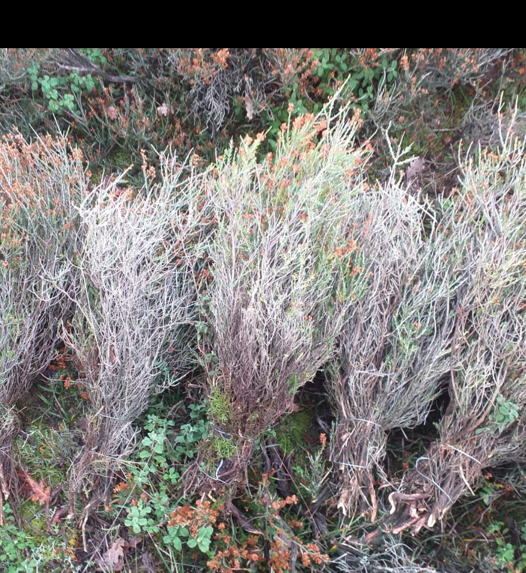 Toptan Parakende Çalı Süpürgesi